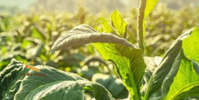 Lá Medio Tiempo được phơi dưới ánh nắng mặt trời, loại lá siêu hiếm dùng riêng cho dòng Cohiba Behike.